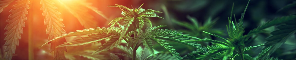 IndustryIcon_Cannabis-OverviewBanner